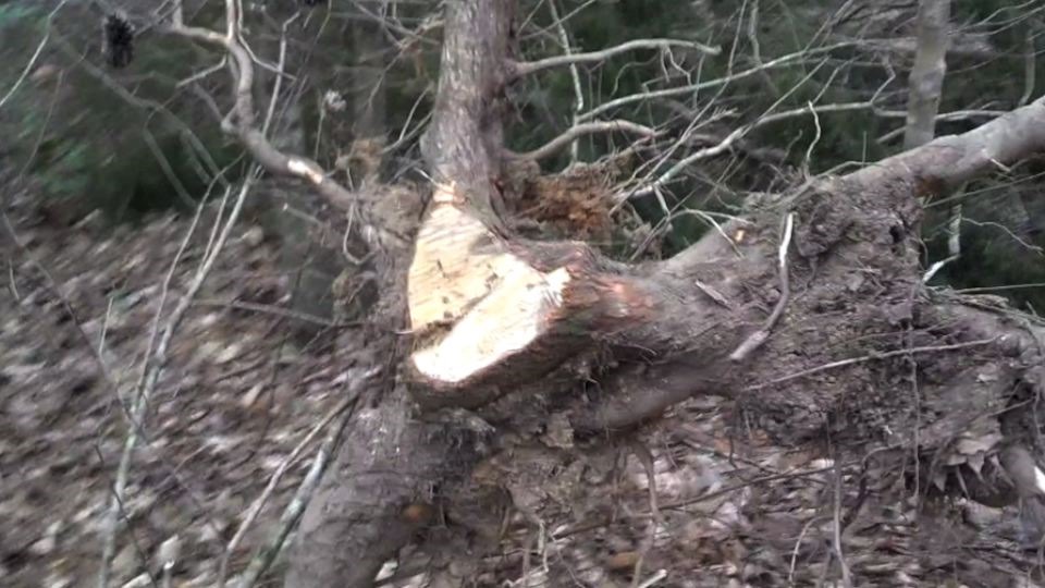 Tree Stump Puller Ideas...
